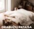 DRABUŽIŲ PATAISA