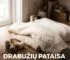 DRABUŽIŲ PATAISA